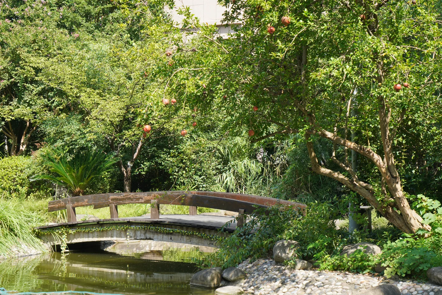 惠园石桥、亭台与水畔绿植实景